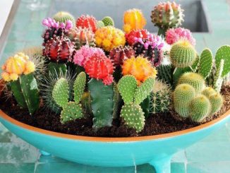 Cách trồng và chăm sóc xương rồng mix 1 hat giong hoa xuong rong mix 1 min