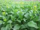 hat giong rau cai ngong 3 min