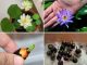 hat giong sen mini nhat 4 min