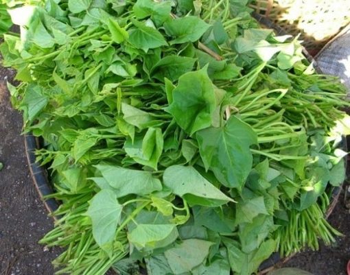 【CÁCH TRỒNG】Cây rau lang ăn lá với ngọn cả cả năm