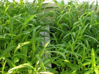 Trồng Cây rau muống sạch trong thùng xốp 1 rau muong 4