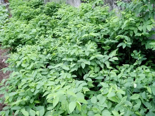 Cách trồng rau ngót bằng hạt với giâm cành 6 cây rau ngót phát triển