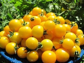 Hạt giống Cà chua bi chùm siêu quả (vàng) BALCONI 1 Ca chua bi vang 1 min