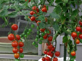 Cà chua bi quả oval cao cây LS 301 F1 6 ca chua bi leo cay 7 min