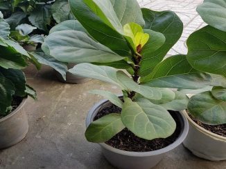 Chăm sóc cây bàng Singapore xanh tươi tốt quanh năm 1 cay bang singapore 2 min min