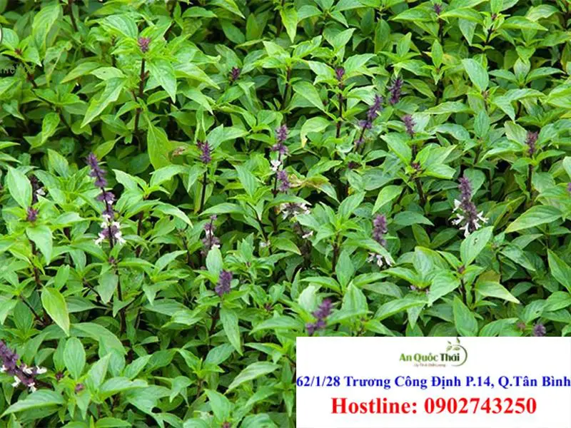 Cây hương nhu, tác dụng và cách dùng chữa bệnh 1 Cây hương nhu là gì?