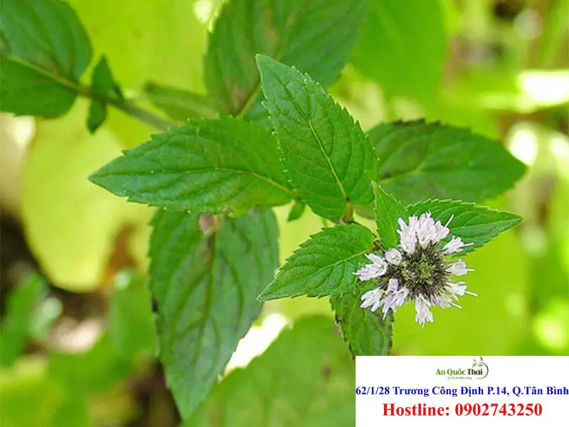 Cây hương nhu, tác dụng và cách dùng chữa bệnh 2 Các công dụng của hượng nhu: