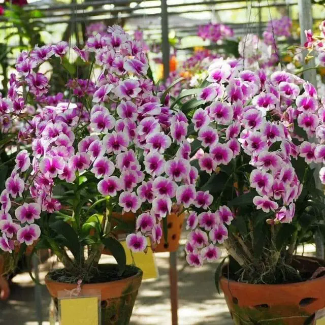 Hoa lan dendro-cách chăm sóc cây ra hoa quanh năm 33 Hoa lan dendro yaya nở hoa cực kỳ nhiều