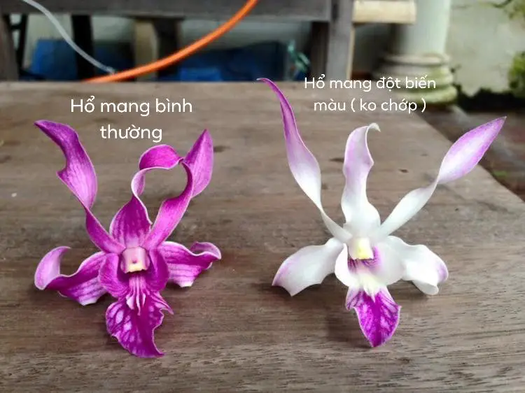 Hoa lan dendro-cách chăm sóc cây ra hoa quanh năm 40 Lan dendro nắng chớp Chớp Hổ Mang