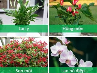Cách trồng cây cảnh căn hộ chung cư hợp phong thủy không thể bỏ qua 5 Những chậu cây nhỏ đem lại những điểm nhấn đẹp mắt cho căn hộ