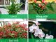 Những chậu cây nhỏ đem lại những điểm nhấn đẹp mắt cho căn hộ
