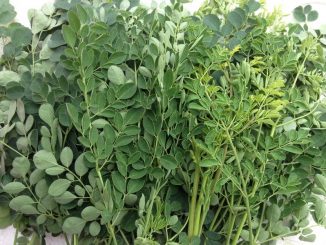 cây chùm ngây là gì? tác dụng chữa nhiều bệnh của cây 1 cay chum ngay 2 min