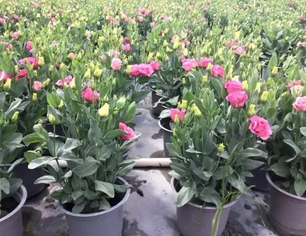 Hoa cát tường-ý nghĩa cuộc sống-hoa phong thủy 1 những chậu hoa cát tường tuyệt đẹp