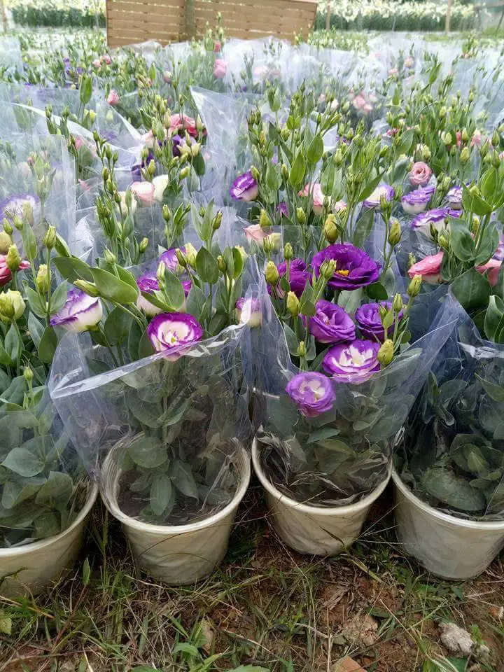 Hoa cát tường-ý nghĩa cuộc sống-hoa phong thủy 16 hoa cát tường lên chậu sẳn sàng vận chuyển