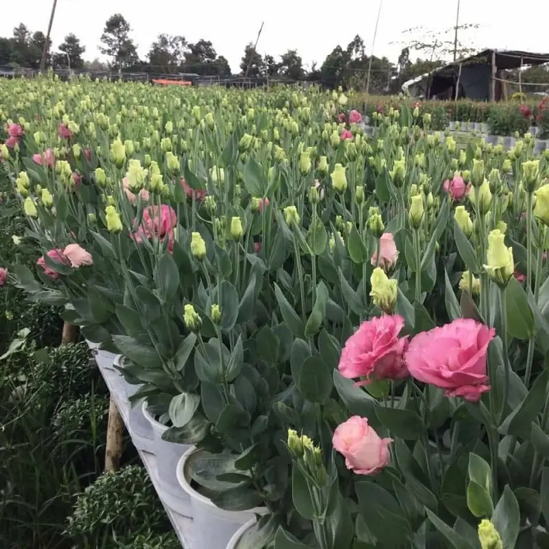 Hoa cát tường-ý nghĩa cuộc sống-hoa phong thủy 5 lựa chọn những bông hoa cát tường đẹp