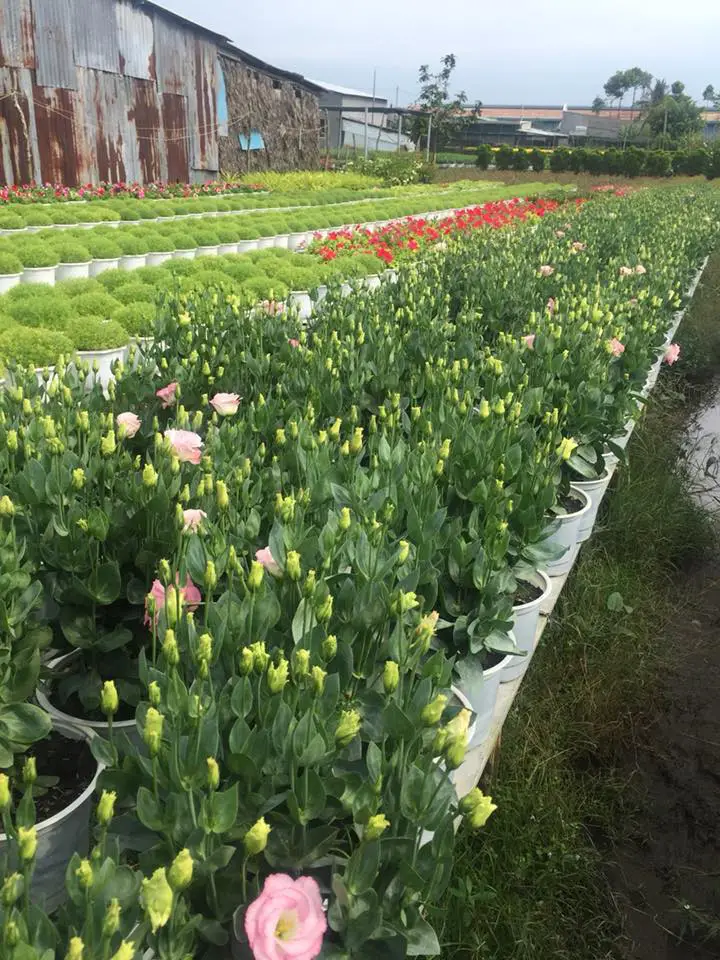 Hoa cát tường-ý nghĩa cuộc sống-hoa phong thủy 3 hoa cát tưởng chuẩn bị ra hoa