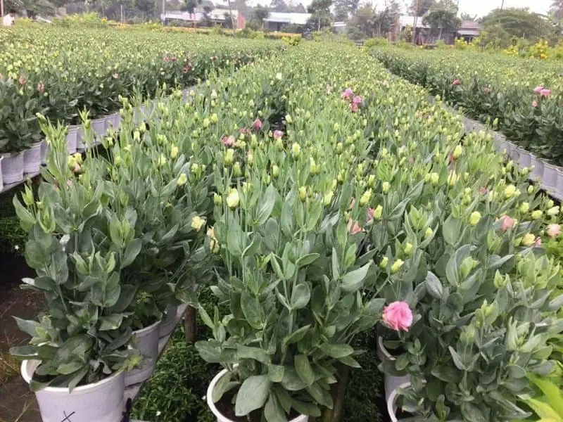 Hoa cát tường-ý nghĩa cuộc sống-hoa phong thủy 4 hoa cá tường lớn và cho ra nụ nhiều