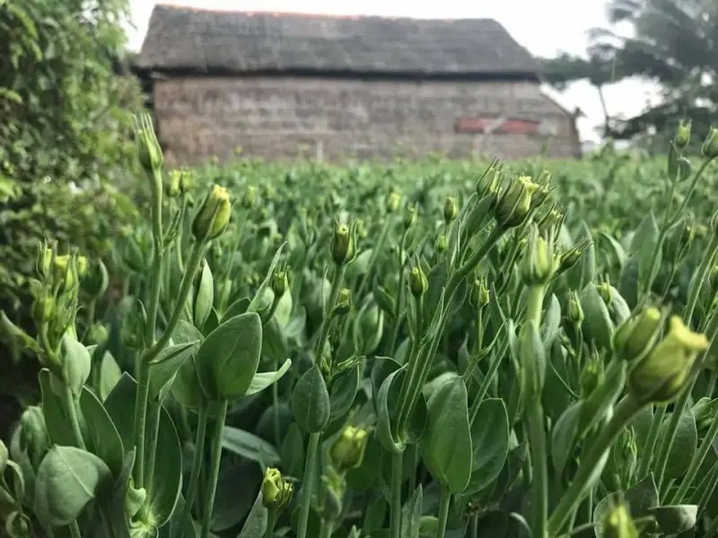 Hoa cát tường-ý nghĩa cuộc sống-hoa phong thủy 7 những nụ hoa cát tường đón ánh nắng sớm