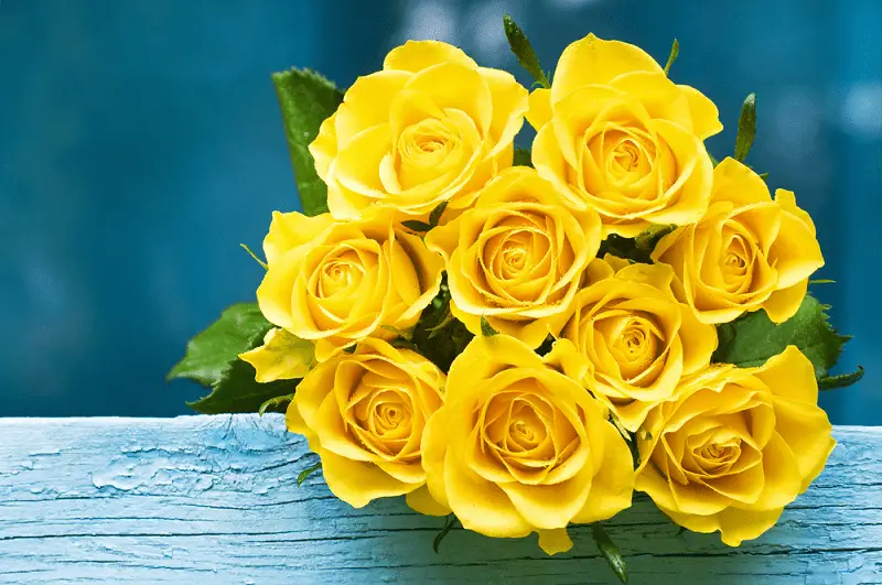 Ý Nghĩa Và Hình Ảnh Hoa Hồng Vàng Đẹp Nhất 5 Hoa hồng vàng tặng Bạn bè hoặc đồng nghiệp