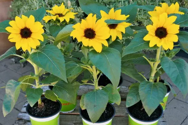 Hoa hướng dương -ý nghĩa phong thủy-cuộc sống 2 hoa hướng dương lùn ra hoa