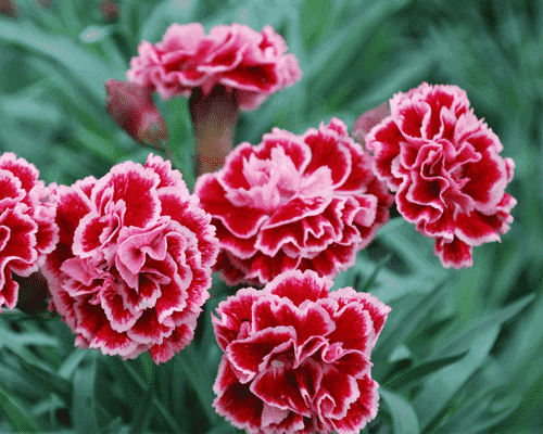 hoa cẩm chướng mang đến niềm vui cho mẹ