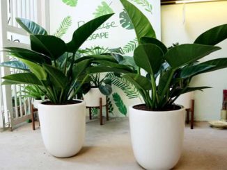 Chăm sóc Cây trầu bà đế vương xanh tốt quanh năm 4 cay trau ba de vuong xanh 2 min