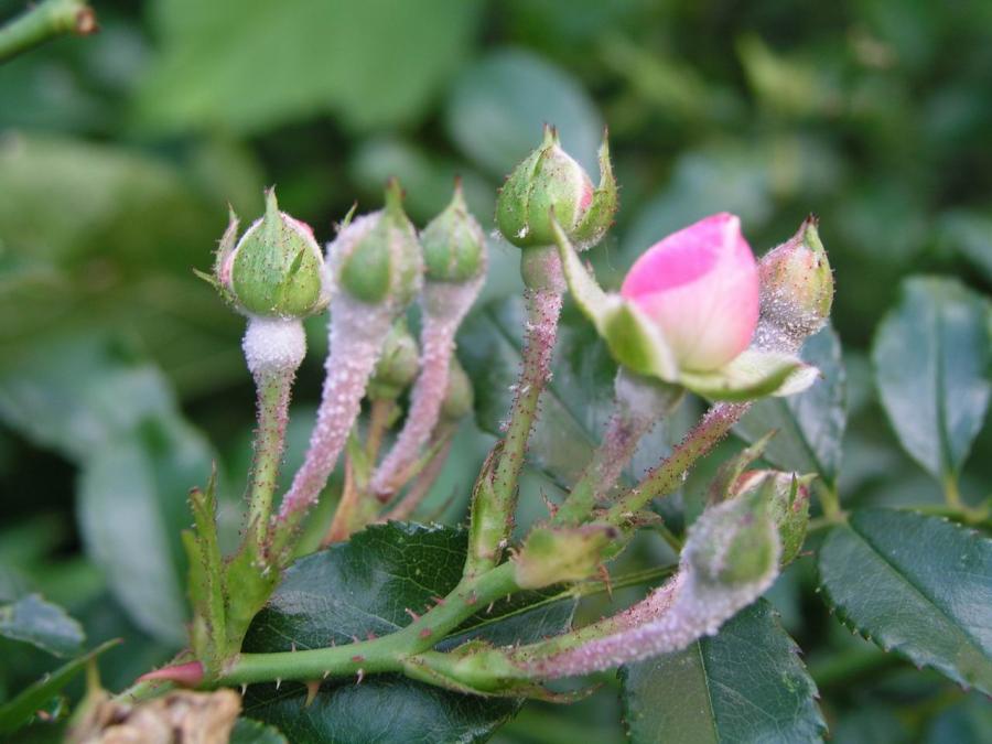 Bệnh mốc xám trên cây hoa hồng vào mùa mưa