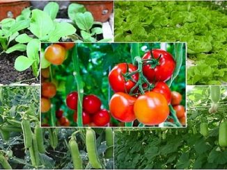 lịch trồng rau miền bắc 4 mùa xuân hạ thu đông